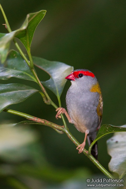 Red-browed Firetail, Kingfisher Park, Queensland, Australia